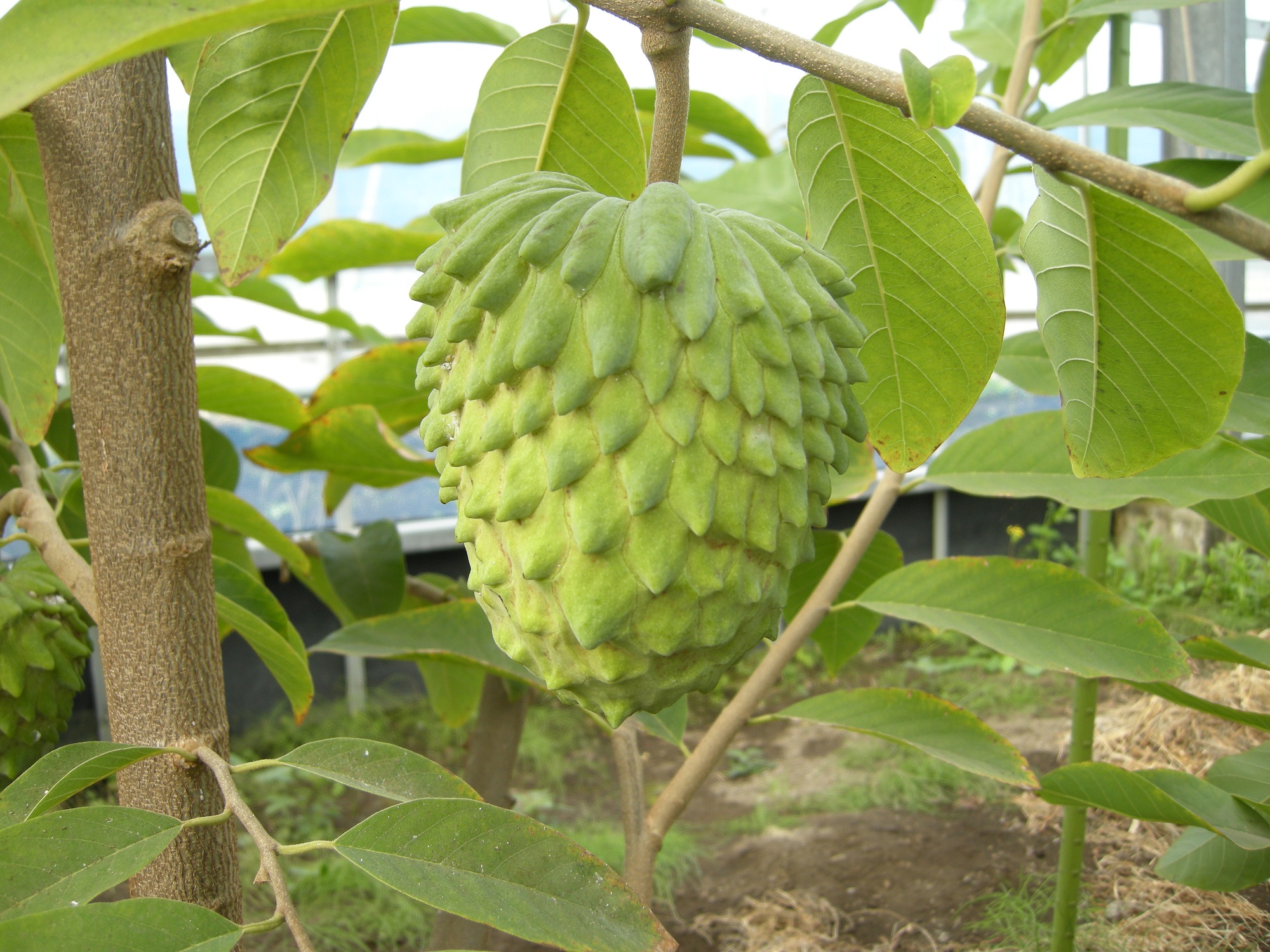 Agri Manager